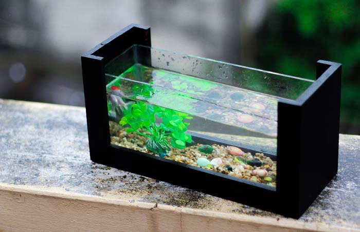 How to Setup a Brackish Tank