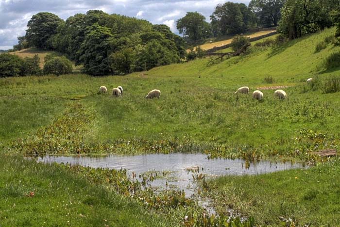 Is a Swale Better Than a French Drain?