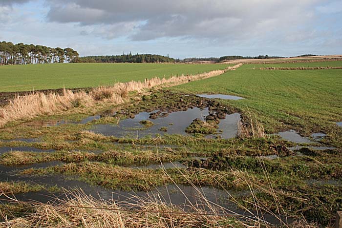 Is a Swale Better Than a French Drain?