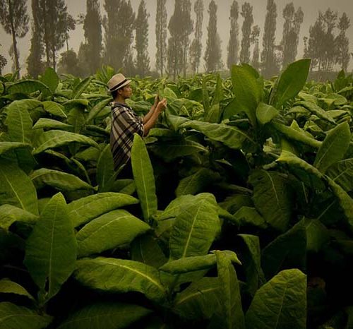 Wastewater Treatment in the Tobacco Industry