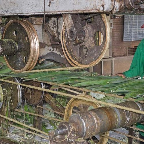 Wastewater Treatment in the Sisal Industry