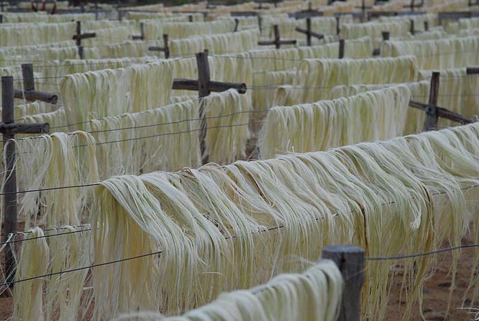 Wastewater Treatment in the Sisal Industry