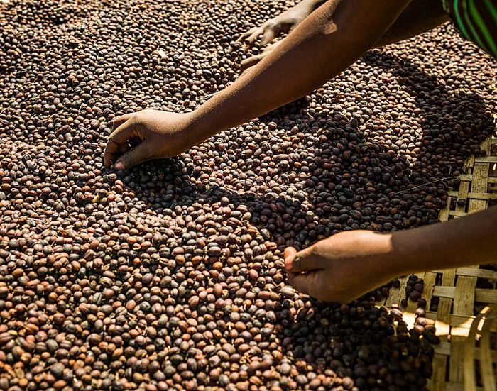 Wastewater Treatment in a Coffee Industry