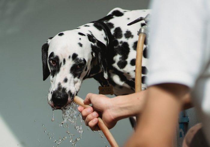 Plumbing Design for Animal Care Facilities